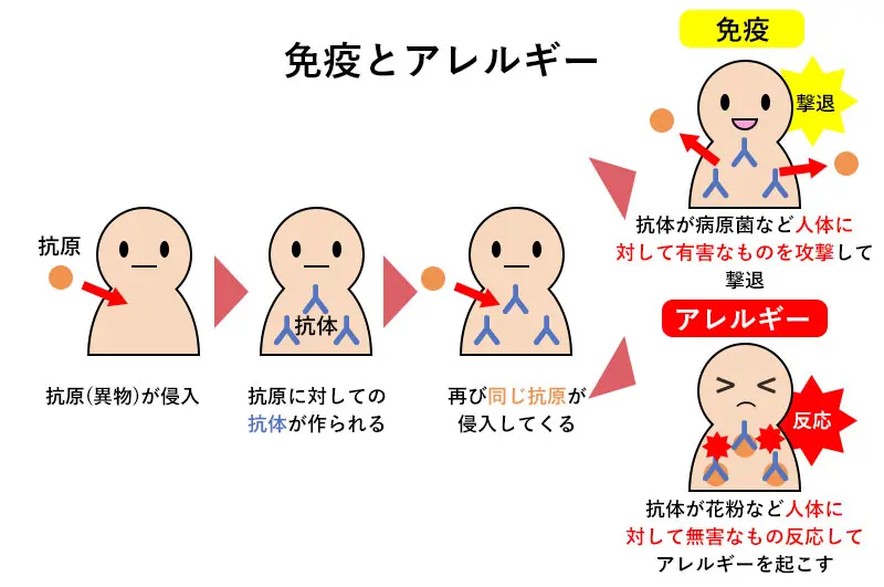 乳酸菌#花粉症#後遺症に苦しんでる方へ