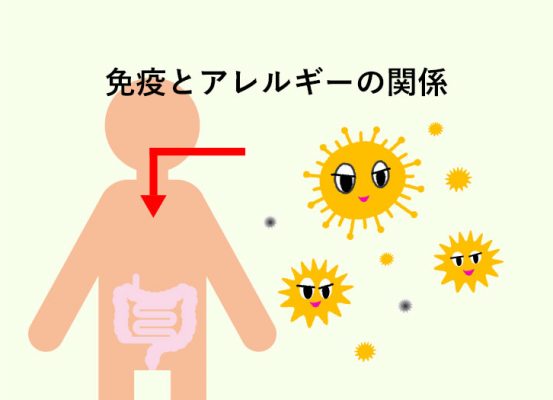 免疫とアレルギーの関係