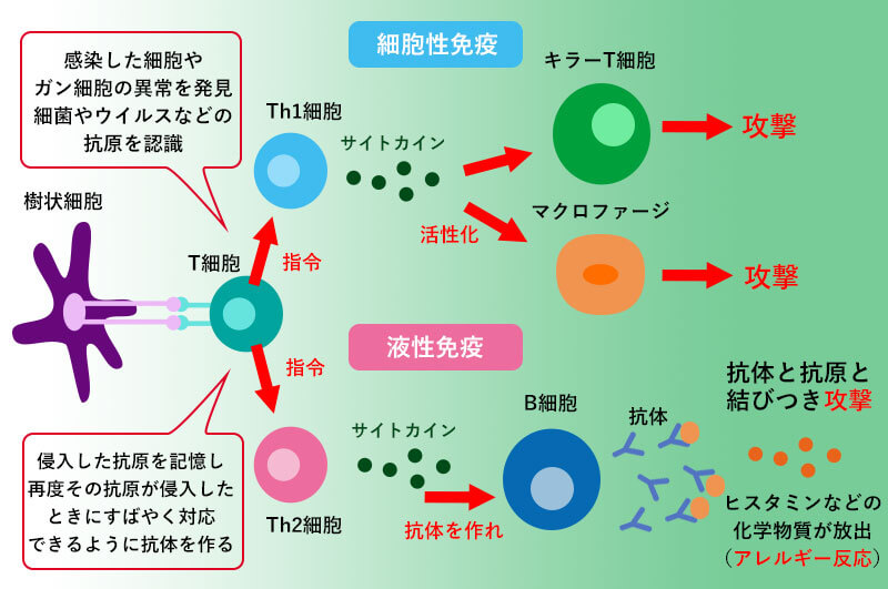 細胞性免疫と液性免疫