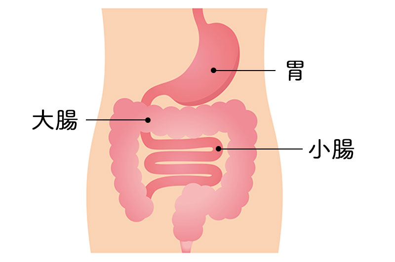 胃と腸