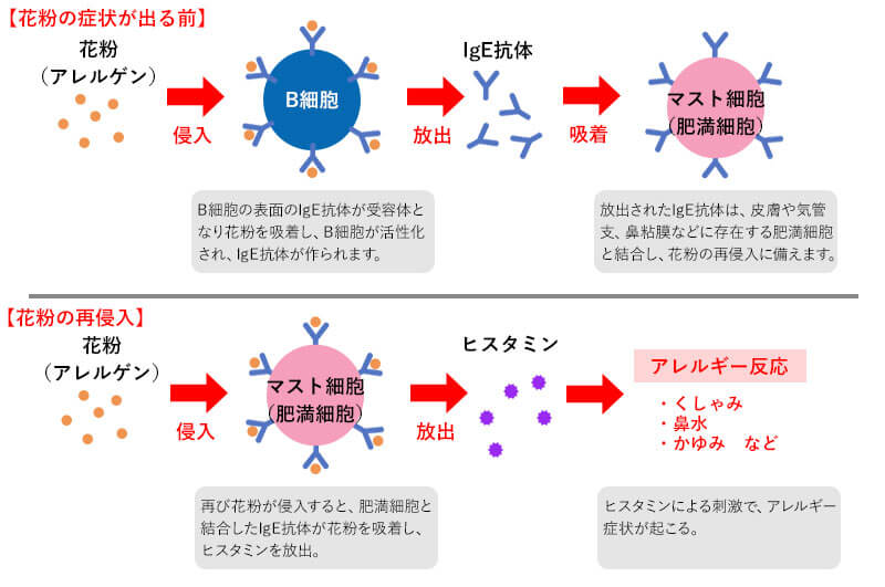 花粉症の発症までのIgE抗体の様子