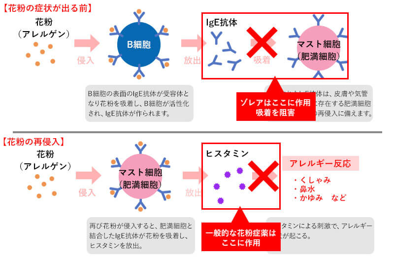 花粉症の一般的な薬とゾレアの違い