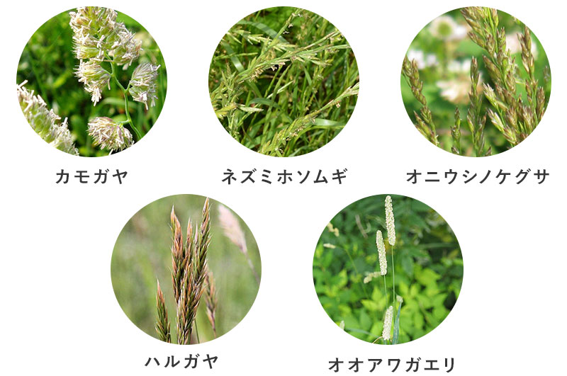 イネ科の植物の種類