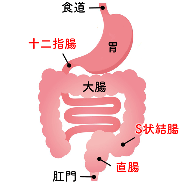 胃と腸の構造