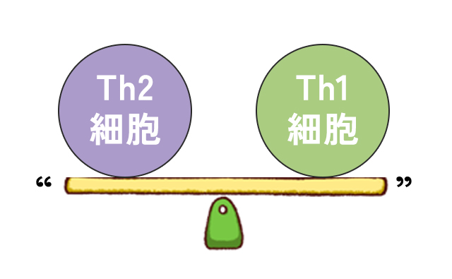 th1細胞とth2細胞の関係