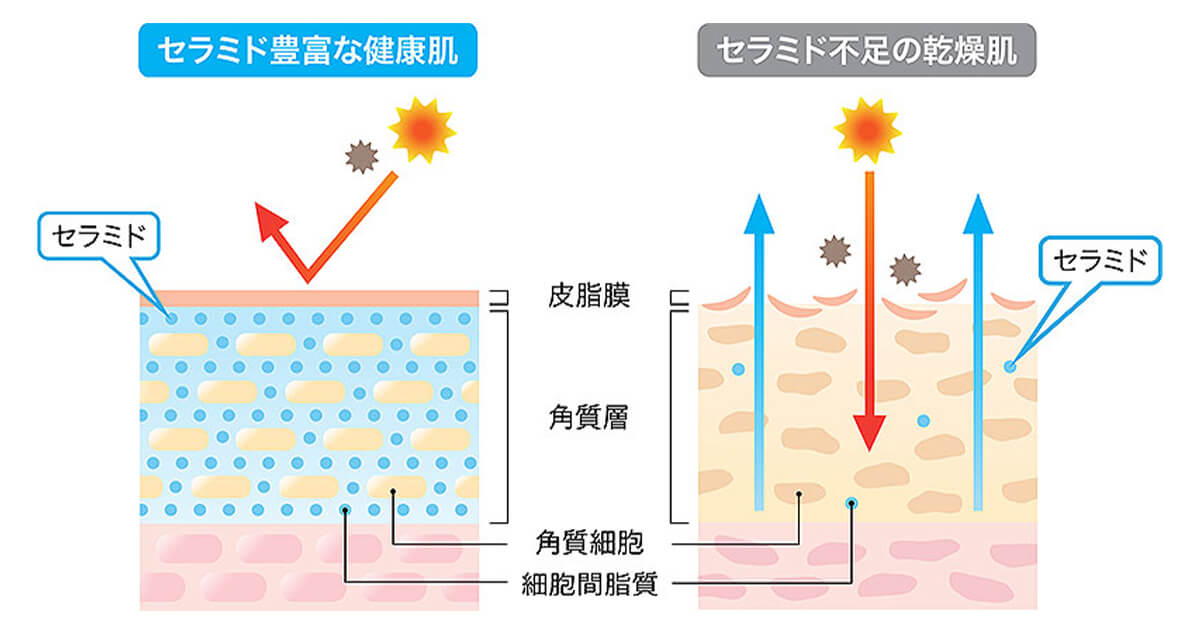 子供の肌はセラミドが少ない