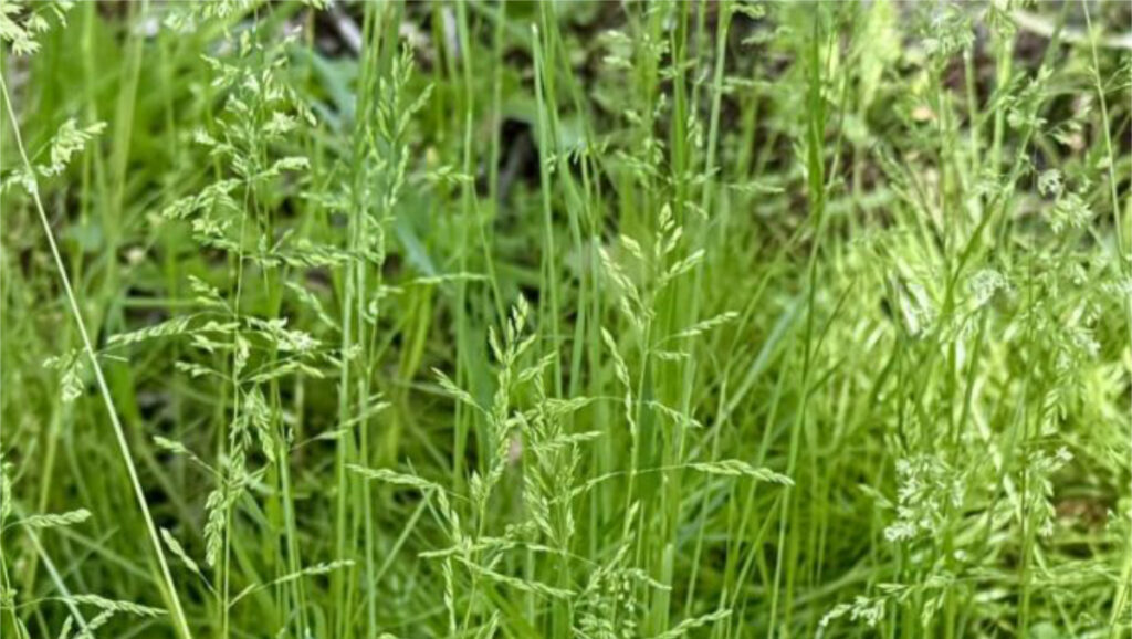 カモガヤ・ハルガヤ・オオアワガエリの違いを比較