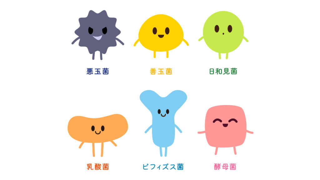 善玉菌と乳酸菌の違いとは？関係をやさしく整理