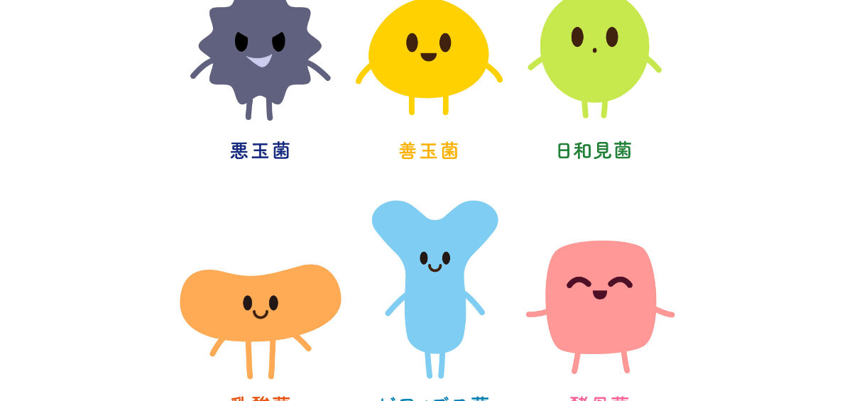 善玉菌と乳酸菌の違いとは？関係をやさしく整理