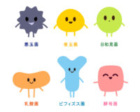 善玉菌と乳酸菌の違いとは？関係をやさしく整理