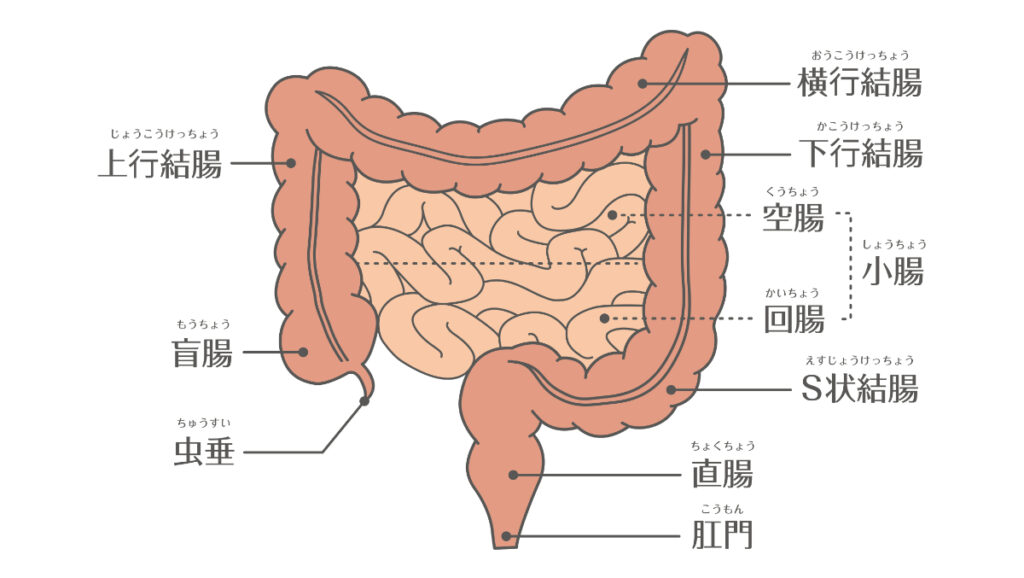 「腸活」の腸とは主に大腸のこと。大腸の役割、小腸との違い、機能が低下するとどうなるかを専門家監修でやさしく解説します。