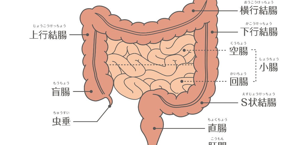 「腸活」の腸とは主に大腸のこと。大腸の役割、小腸との違い、機能が低下するとどうなるかを専門家監修でやさしく解説します。