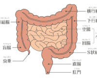「腸活」の腸とは主に大腸のこと。大腸の役割、小腸との違い、機能が低下するとどうなるかを専門家監修でやさしく解説します。